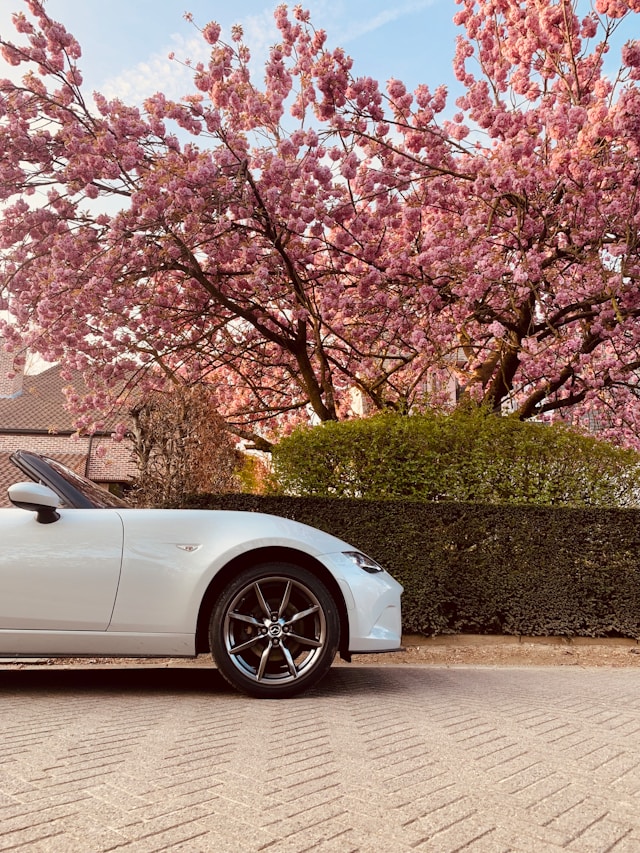 mazda mx5 blanche japon cerisier fleurs